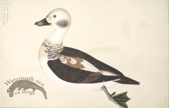 256 Swedish Birds . Anas Varia Minor, Male